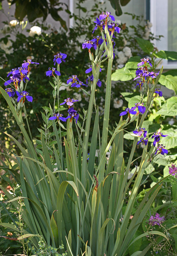 Flor Falso-Íris no Jardim
