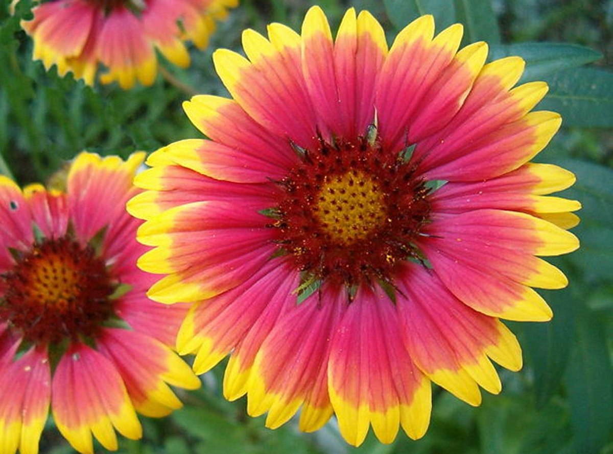 Flor Gailárdia: Curiosidades e Fatos Interessantes Sobre a Planta