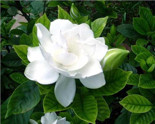 Flor Gardênia