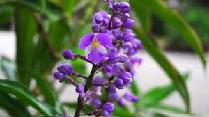 Tudo Sobre a Flor Gengibre-Azul: Características e Fotos