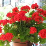 Flor Gerânio Vermelho