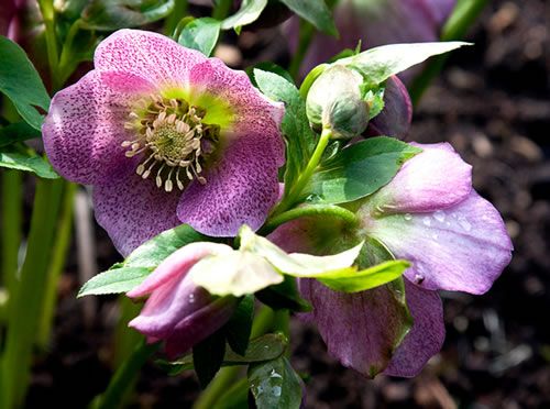 Flor Heléboro no Inverno