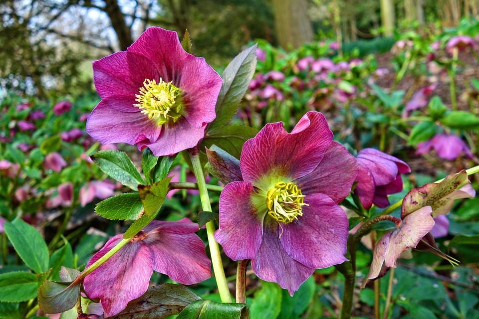 Como Cuidar da Flor Heléboro, Fazer Mudas e Podar