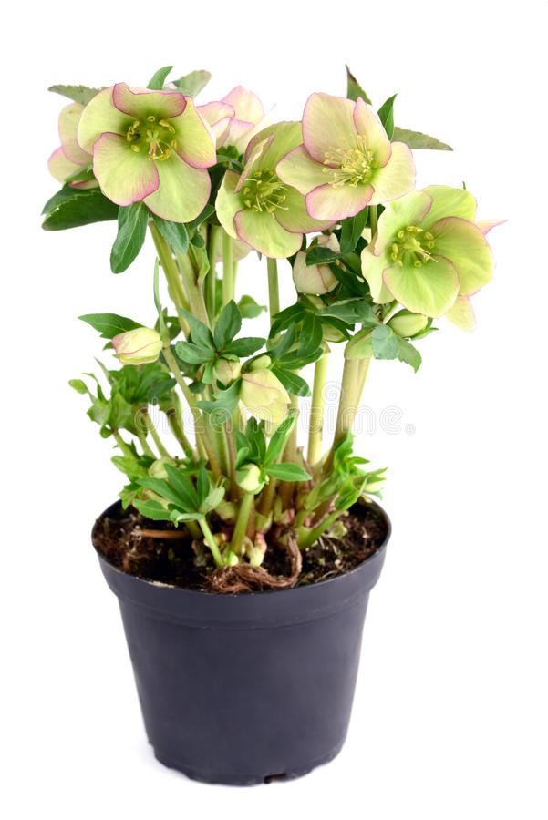 Flor Heléboro no Vaso