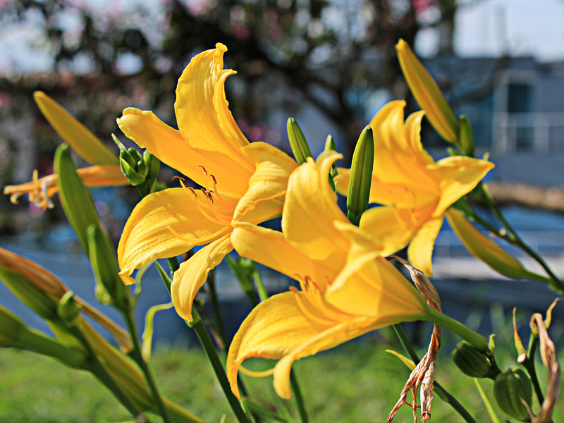 Flor Hemerocallis Amarela 