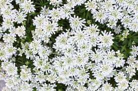 Historia da Flor Iberis Sempervirens e Origem da Flor Candytuft