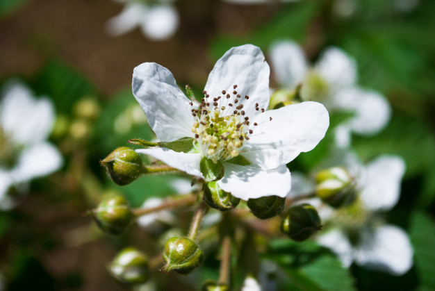 Flor de Amora