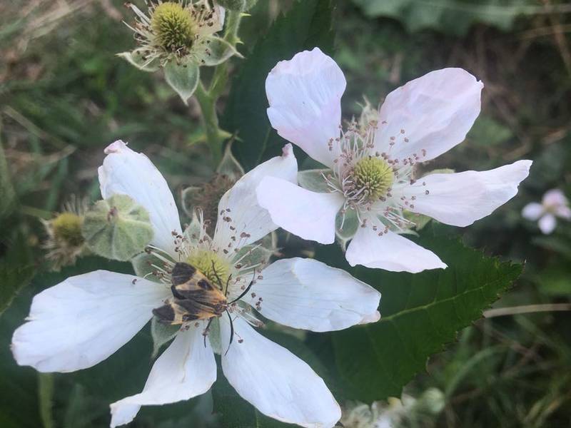 Flor de Framboesa: Características, Nome Cientifico e Fotos