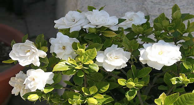 Flor Gardênia Amarela, Seca ou Doente: O que Fazer?