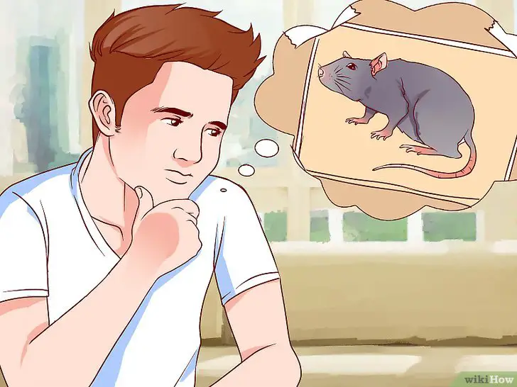 Fobia de Ratos