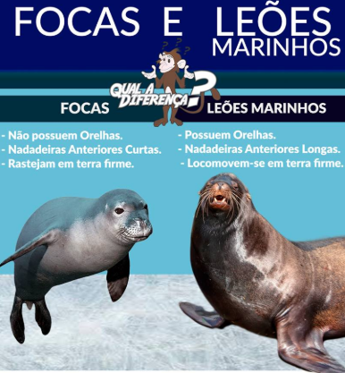 Foca e Leão Marinho 