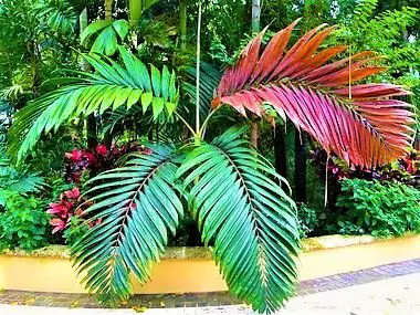 Folhas de Palmeira