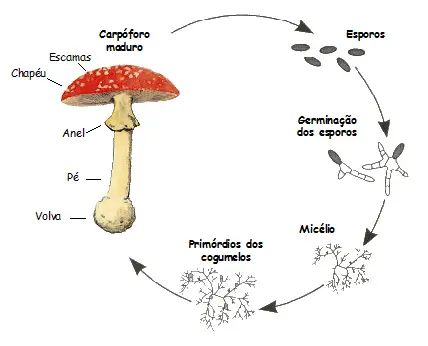 Formação do Cogumelo