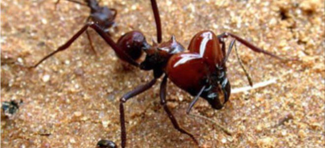 Formiga-Cabeçuda: Características, Nome Cientifico, Fotos e Tamanho ...