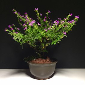 Foto da Erica Bonsai