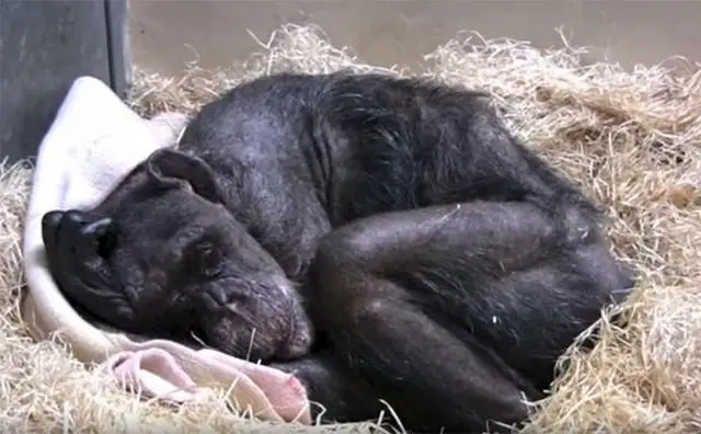 Foto de um Chimpanzé Doente