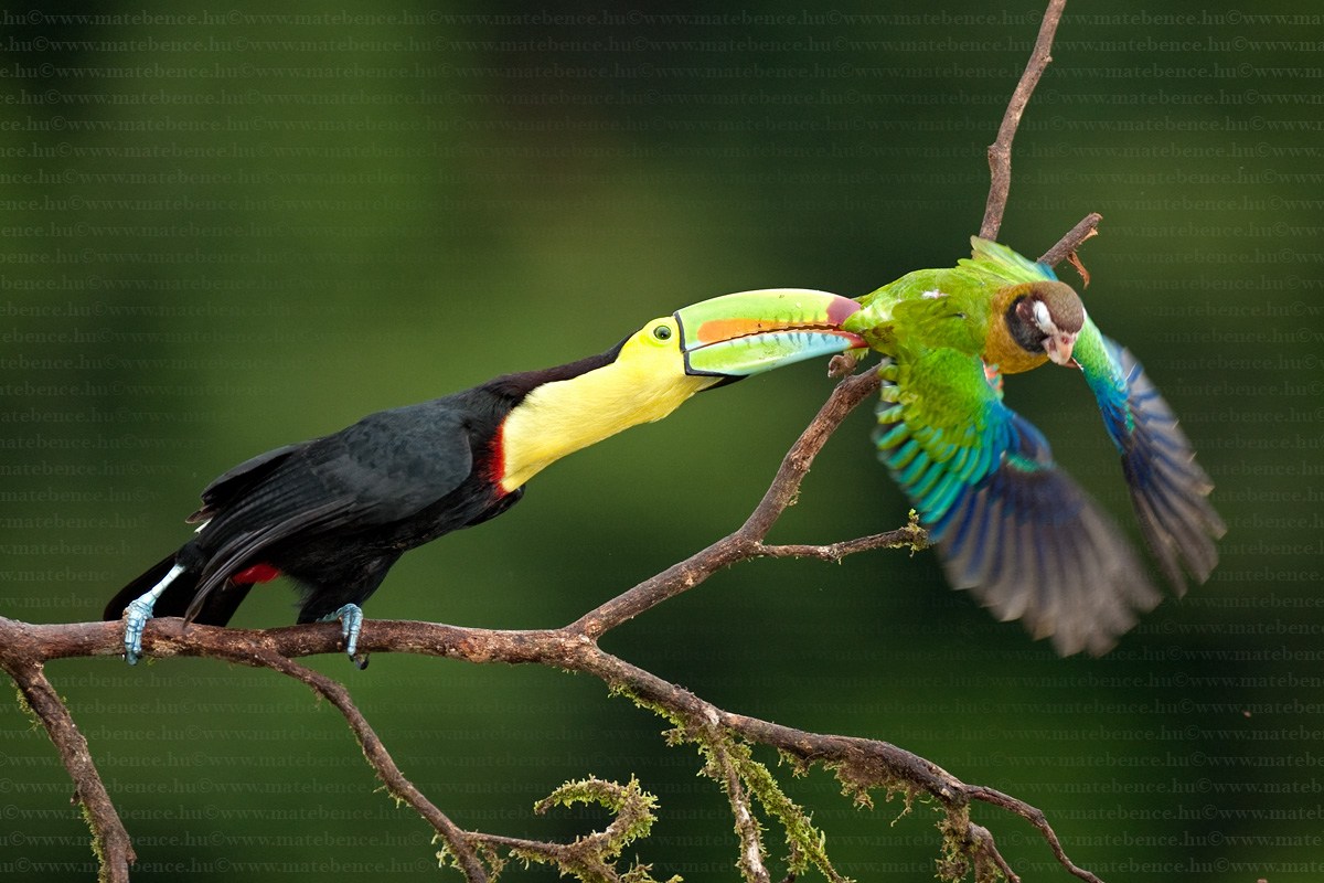 Foto de um Ramphastos Sulfuratus Pegando Ave Pelo Bico