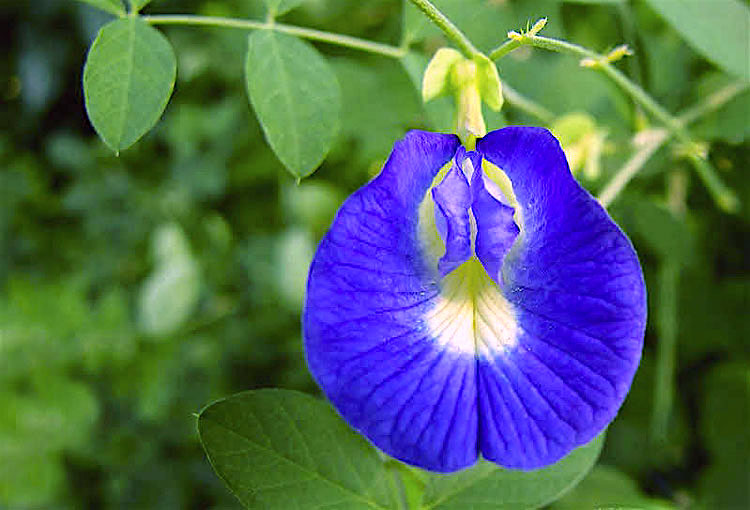 Como Cultivar, Podar E Regar Ervilha Borboleta Azul: Com Fotos