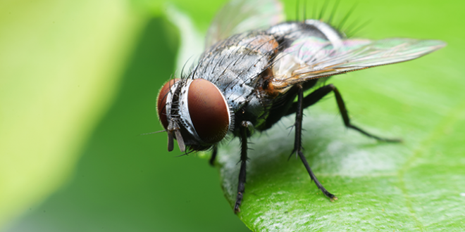 É Verdade que a Mosca Vive 24 Horas? Quanto Tempo Vive? | Mundo Ecologia