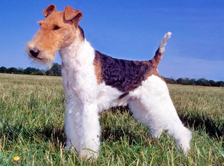 Fox Terrier