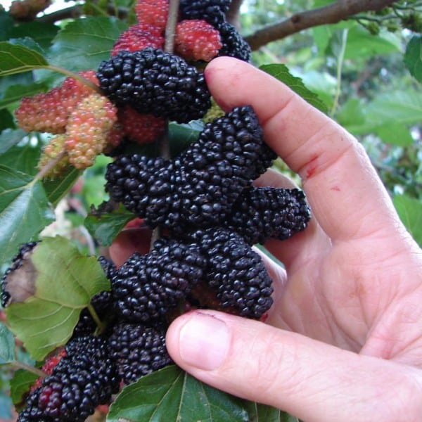 Tudo Sobre a Fruta Amora: Características e Nome Científico