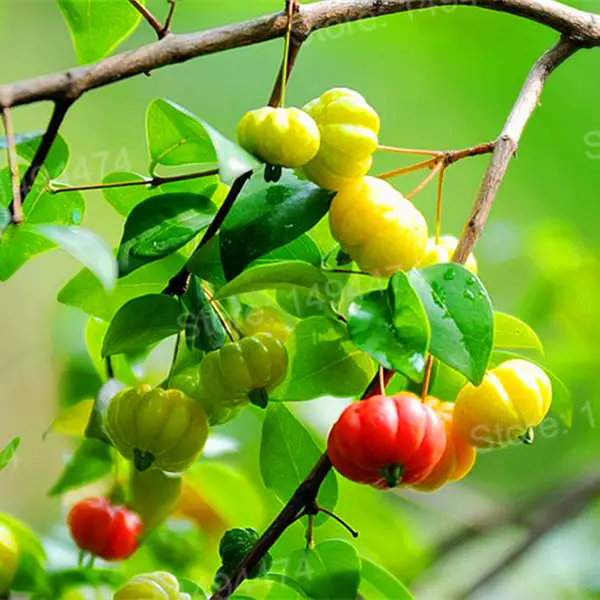 Frutas e Sementes - Preferência dos Tucanos