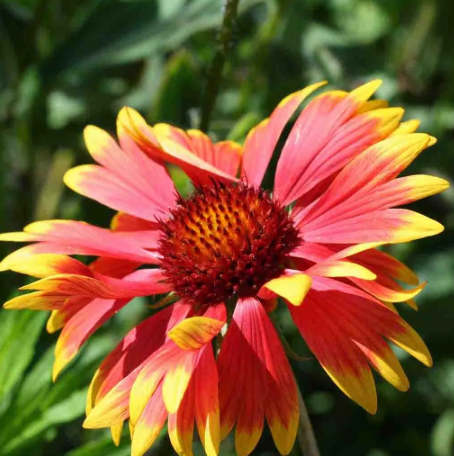 Gaillardia Aristata