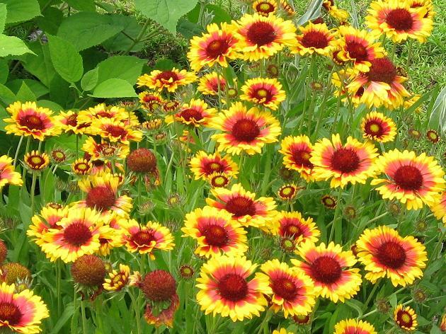 Gailárdia no Jardim