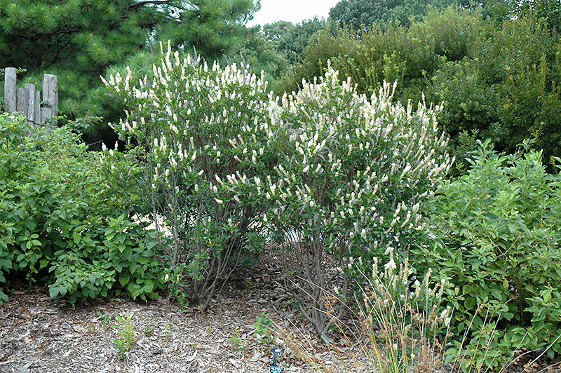 Galhos de Clethra Alnifolia