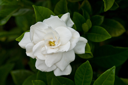 Como é a Flor de Gardênia? Por Que Ela e Tão Famosa?