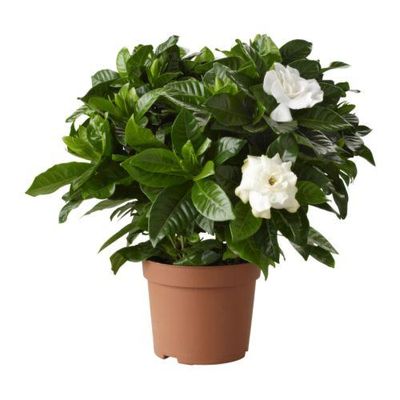 Gardênia Jasminoides no Vaso 