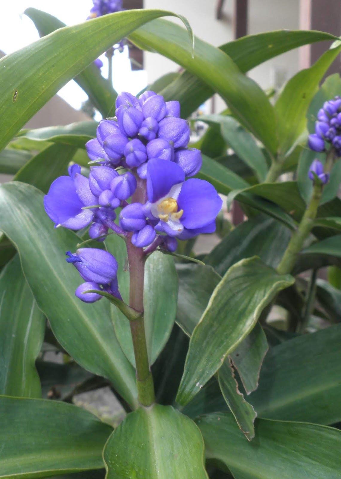 Benefícios Do Gengibre Azul E Propriedades Medicinais