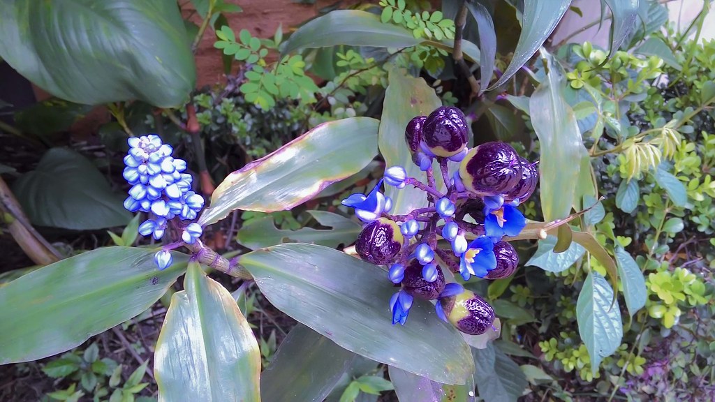 Gengibre Azul no Jardim
