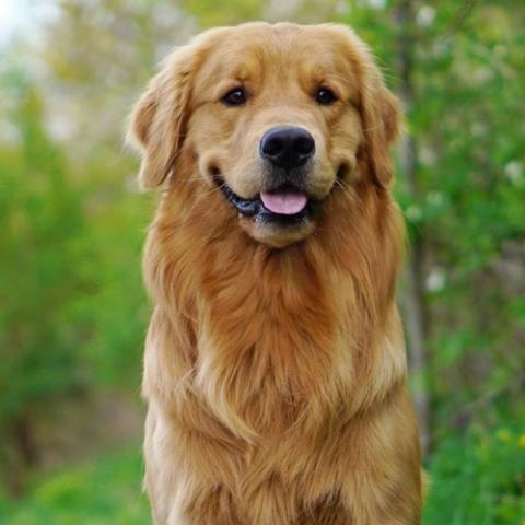 Comportamento do Golden Retriever: Hábitos e Modo de Vida