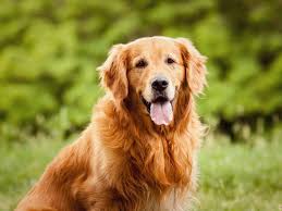 Quanto um Golden Retriever Come Por Dia?
