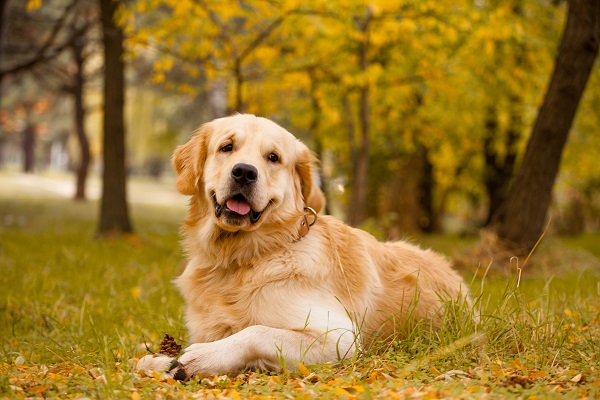 Golden Retriever - A Raça Popular