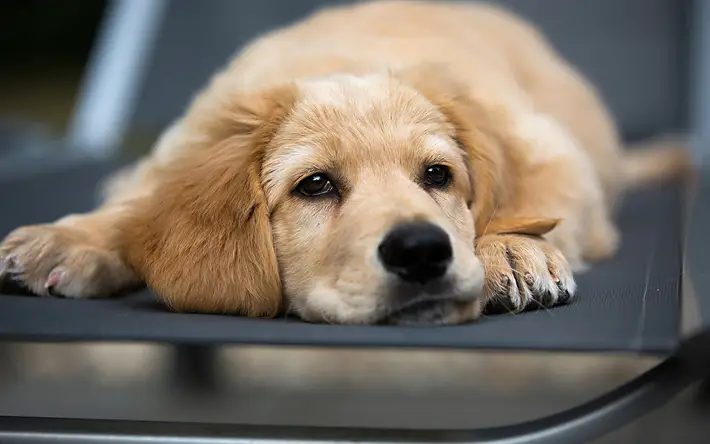 Golden Retriever - Cão de Estimação