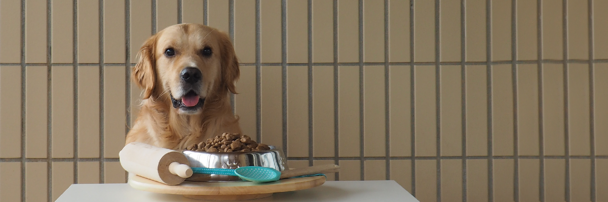Golden Retriever Comendo Ração