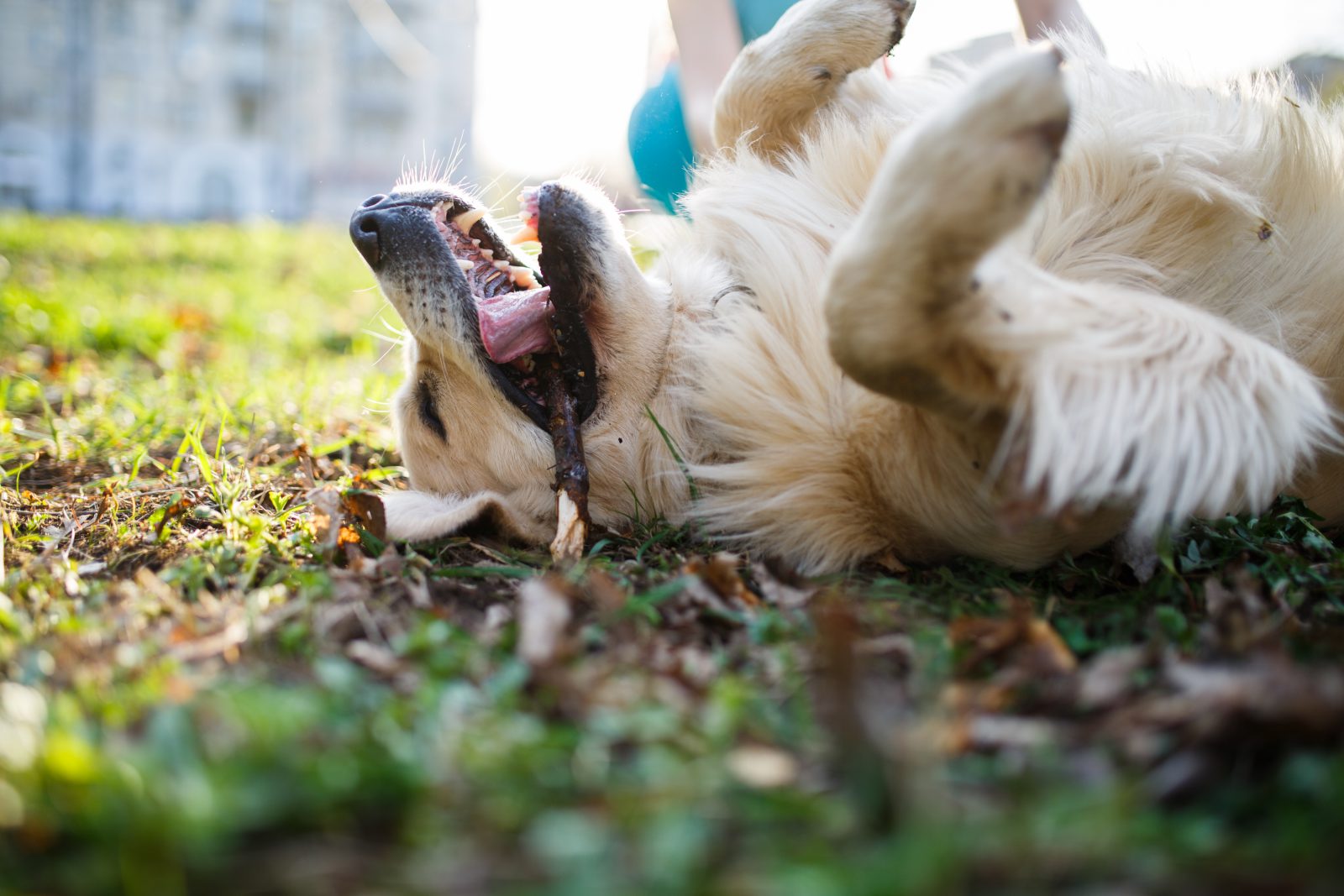 Golden Retriever Deitado Brincando