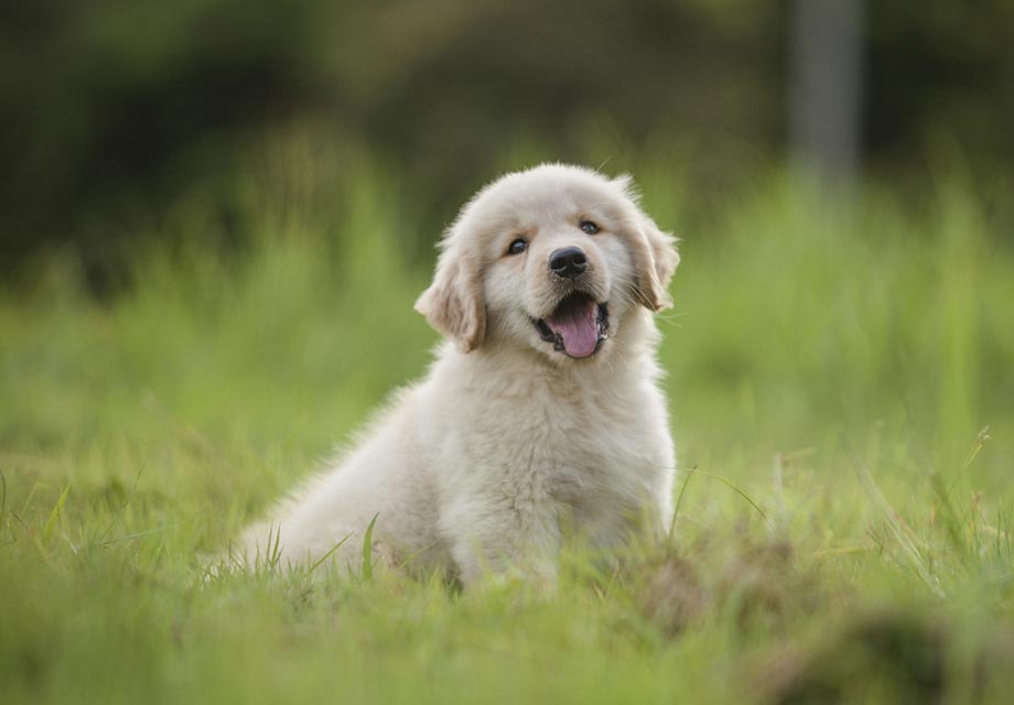 Golden Retriever Puppy 