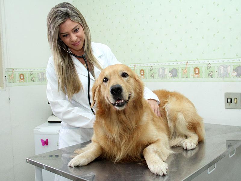 Golden Retriever no Veterinário 