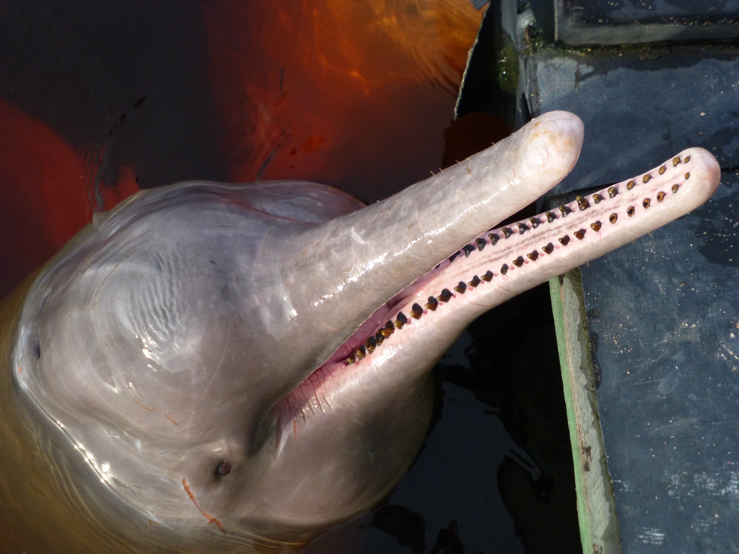 Golfinho-do-Ganges: Características, Nome Cientifico e Fotos