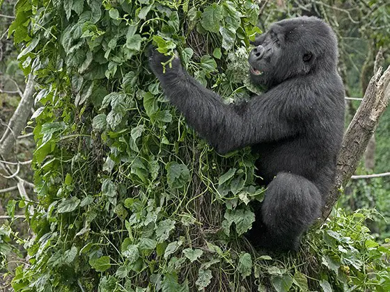 Gorila-das-Montanhas