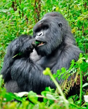 Gorila-do-Oeste Comendo Vegetal