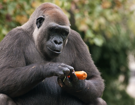 Gorila-do-Oeste se Alimentando