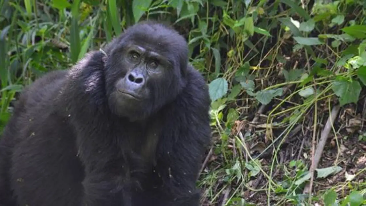Gorilas-do-Oeste na Floresta