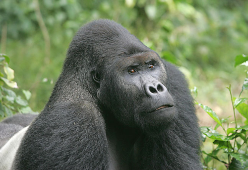 Gorilla Beringei Graueri