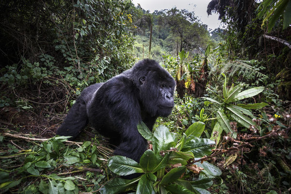 Gorilla-Beringei