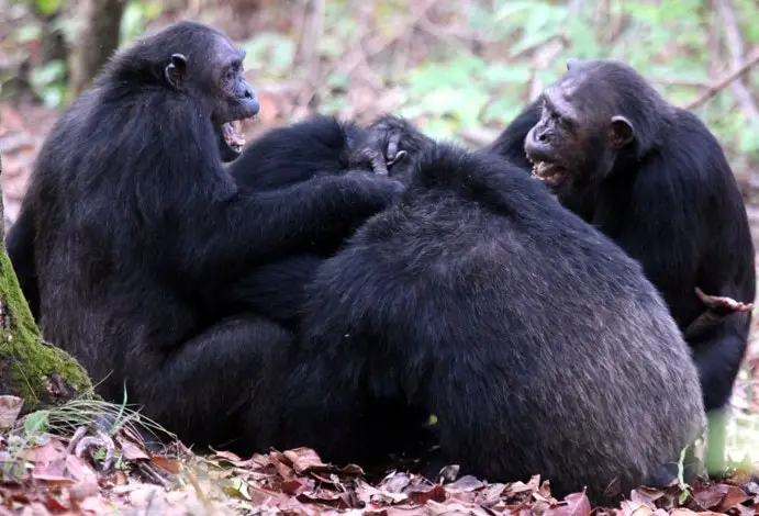 Grupo de Chimpanzés na Floresta