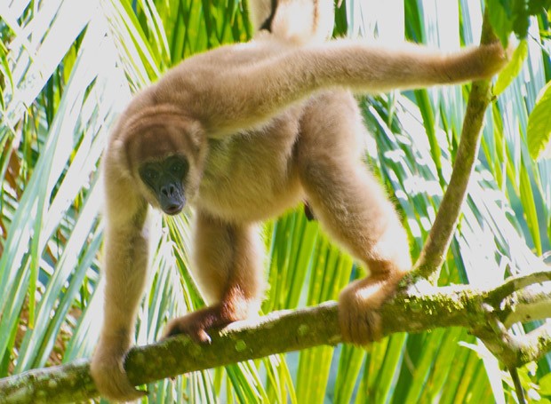 Habitat do Muriqui do Sul